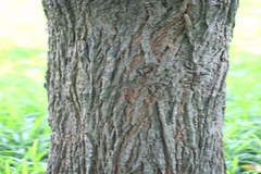Cassia roxburghii